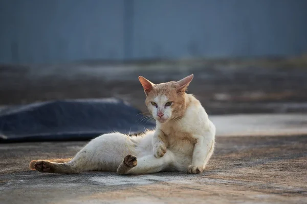 바닥에 누워있는 갈색 고양이 — 스톡 사진