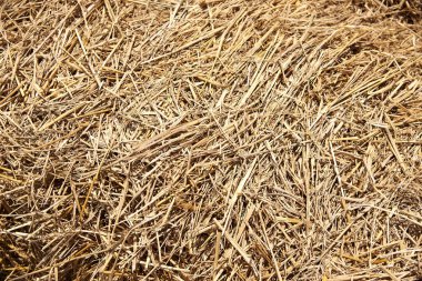 Kahverengi kuru saman arka plan deseni