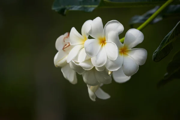 Schöne Blüten von plumeria alba im Garten — Stockfoto