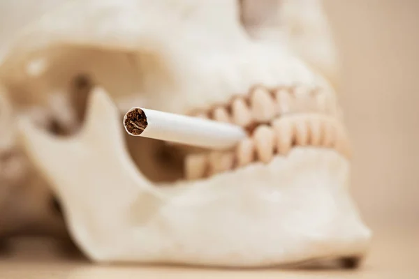 Концепція попередження здоров'я шляхом демонстрації людського черепа і тютюну — стокове фото