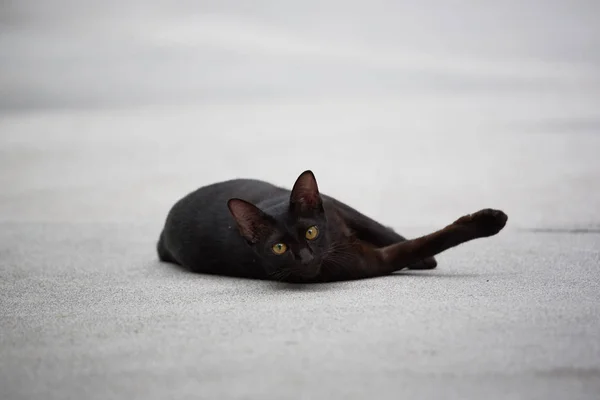 Černá kočka ležící na ulici — Stock fotografie