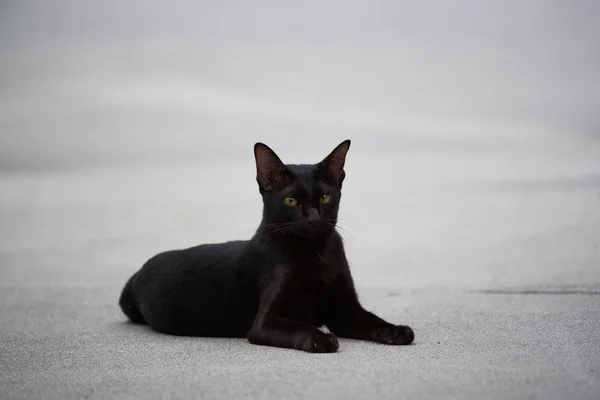 Um gato preto deitado na rua — Fotografia de Stock