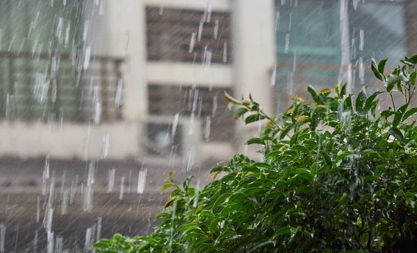 Těžký déšť a vlhký strom mimo domov — Stock fotografie