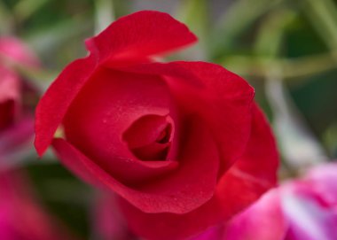 Bahçede güzel bir gül