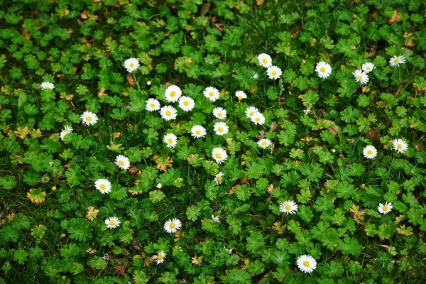 白いヒナギクの花の背景パターンフィールド — ストック写真