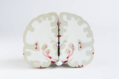 Beyaz arka planda beyin modelinin ön görünümü