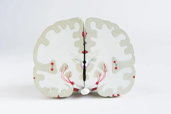 Vista frontal del modelo cerebral sobre fondo blanco — Foto de Stock