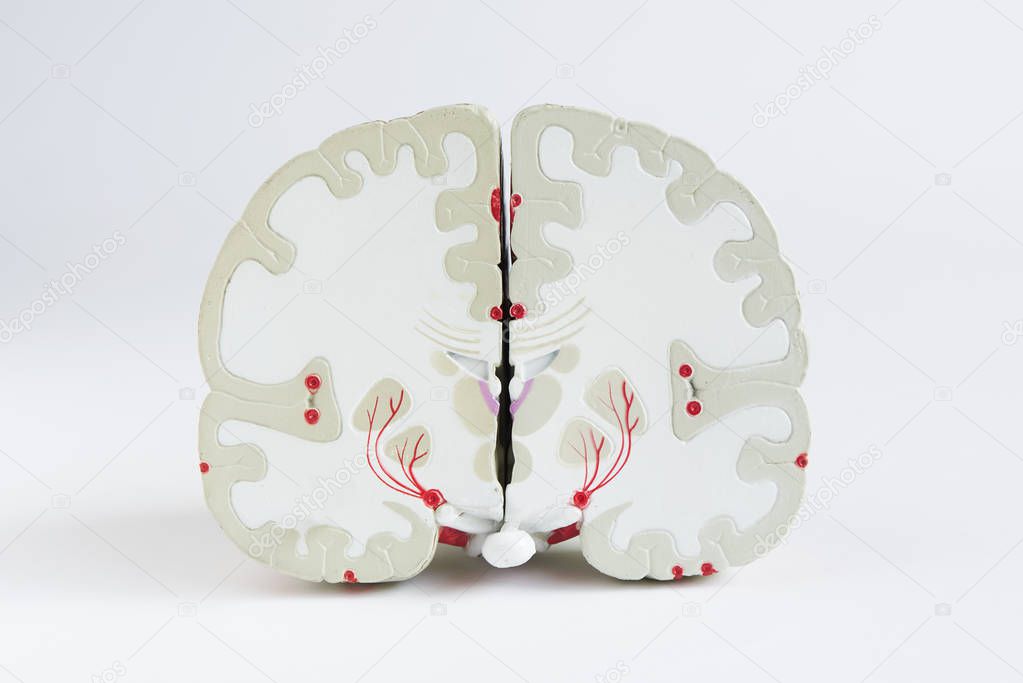 Front view of brain model on white background