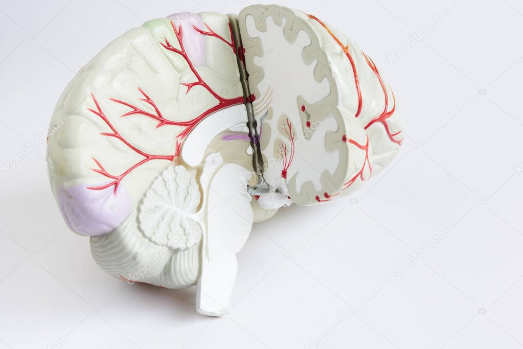 Artificial human brain model on white background