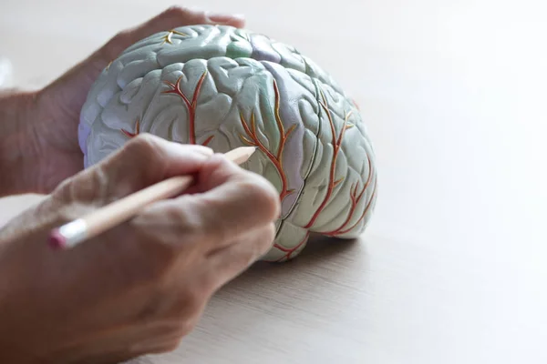 Модель человеческого мозга на столе — стоковое фото