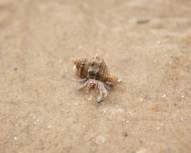 Sahilde sürünen bir mit yengeci