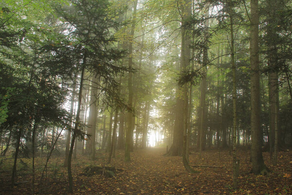 Сцена утреннего солнца и тумана в лесу
