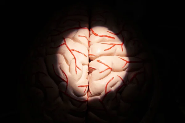 Menschliches Gehirnmodell und Licht aus dem Mikroskop — Stockfoto