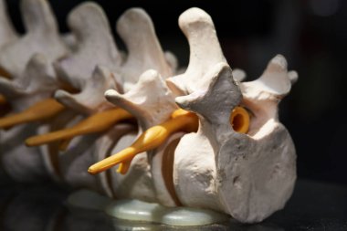 Yapay insan lomber omurga modelinin yakın çekim görünümü