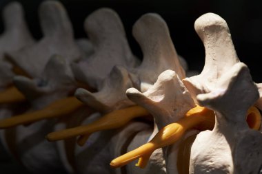 Lomber omurga sinir kökünün yakın çekim görünümü 