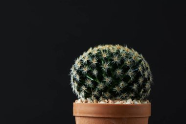Siyah baklavalık zeminde güzel kaktüs görünümü
