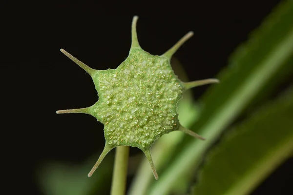 Dorstenia kaktüs çiçeğinin yakından görünümü — Stok fotoğraf