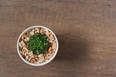 Tencerede güzel bir kaktüs manzarası