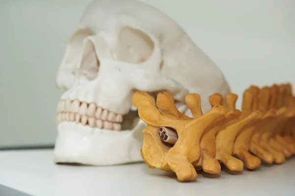 Spine and skull model in medical clinic — Stock Image Spine and skull model in medical clinic Royalty Free Stock Photos