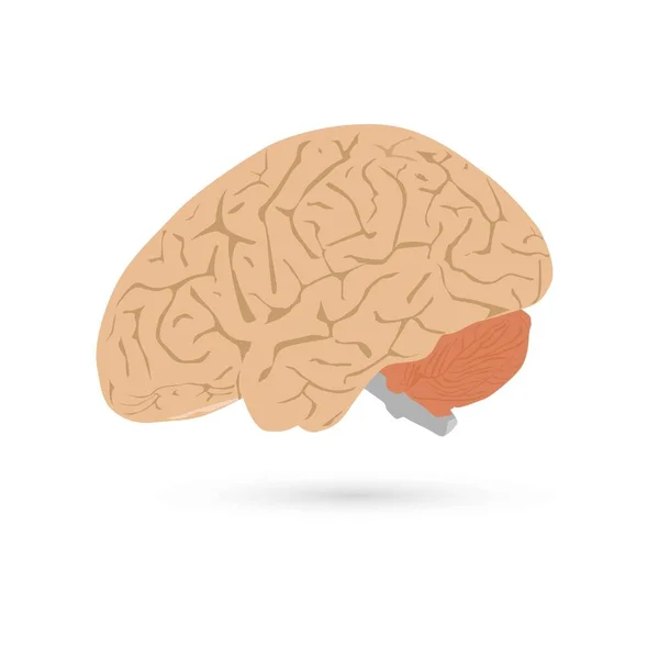 Illustration Des Menschlichen Gehirns Auf Weißem Hintergrund — Stockvektor