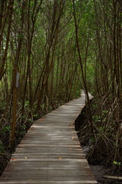 Laem Phak Bia Çevre Çalışmaları ve Geliştirme Projesi, Phetchaburi, Tayland 'daki Mangrove ormanında tahta patika. 