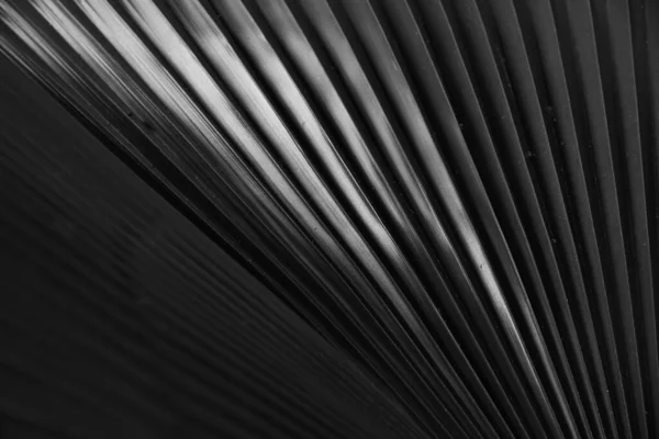 クローズアップビューヤシの葉の黒と白の写真パターン — ストック写真