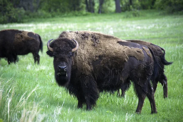 Bison Custer State Park Spring — Stock Photo, Image