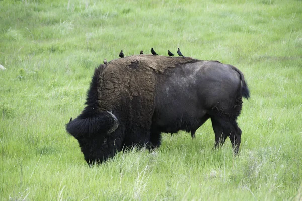 Bison Custer State Park Spring — Stock Photo, Image
