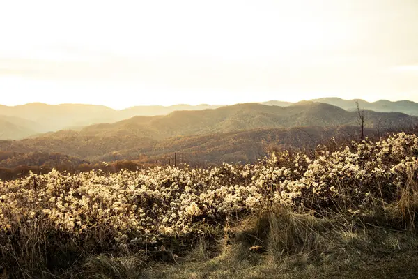 Max Patch Blue Ridge Mountains Van North Carolina — Stockfoto
