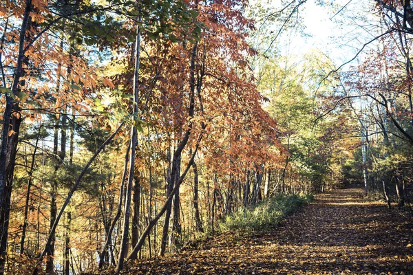 Fall North Carolina Blue Ridge Mountains — Stock Photo, Image