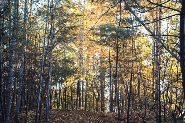 Fall North Carolina Blue Ridge Mountains — Stock Photo, Image