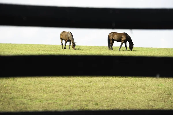 Horses Farm Lexington Kentucky — Stock Photo, Image