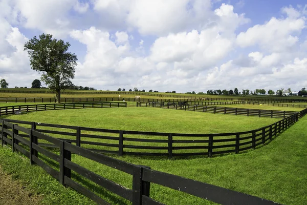Paisagem Fazenda Cavalos Lexington Kentucky — Fotografia de Stock