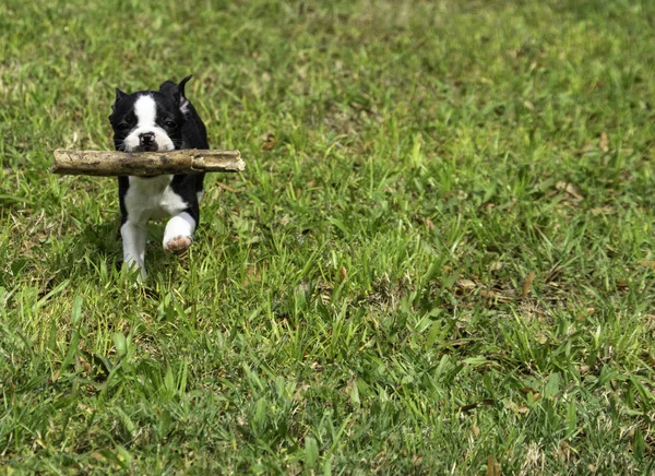 Boston Terrier Puppy Running with Stick.