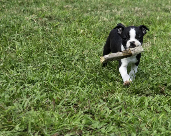 Boston Terrier Puppy Running with Stick.