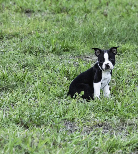 Boston Terrier Sitting Grass — Stock Photo, Image