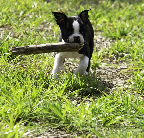 Boston Terrier Puppy Running with Stick.