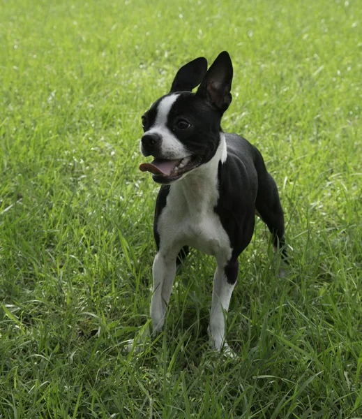 Lindo Boston Terrier Meses Edad Cachorro — Foto de Stock