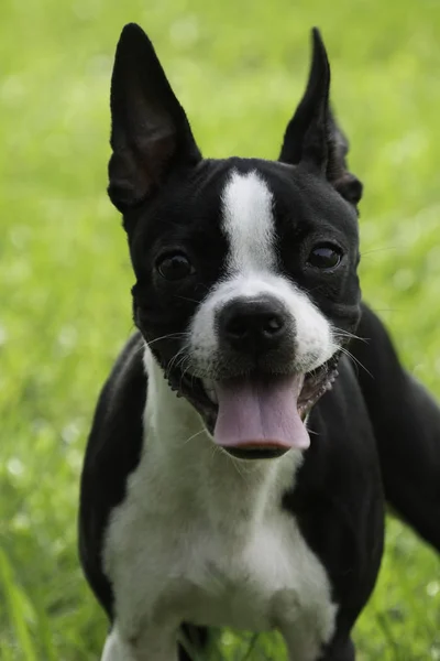 Cute Boston Terrier Dog Months Old — Stock Photo, Image