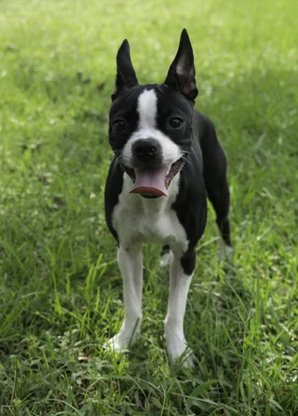 Cute Boston Terrier Dog Months Old — Stock Photo, Image