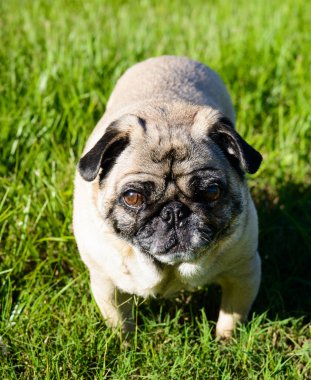 Dışarda İfade Eden Yüzlü Pug