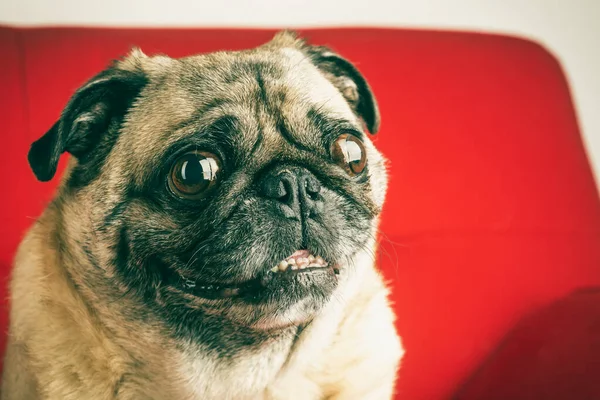 Pug Portrait Expressive Face Red Couch — Stock Photo, Image