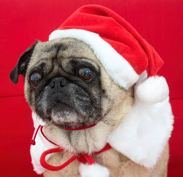 Pug Noel Için Kırmızı Koltukta Giyindi — Stok fotoğraf