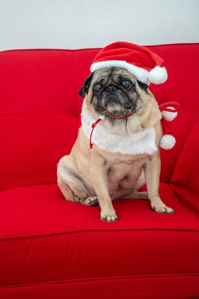 Pug Noel Için Kırmızı Koltukta Giyindi — Stok fotoğraf