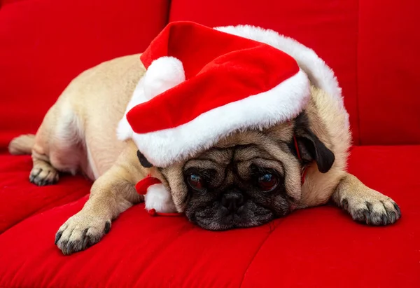 Mops Verkleidet Sich Weihnachten Auf Roter Couch — Stockfoto