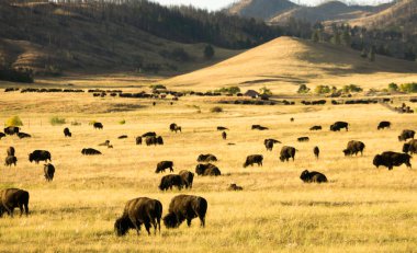 Custer Eyalet Parkı 'nda Amerikan Bufalosu Sürüsü.