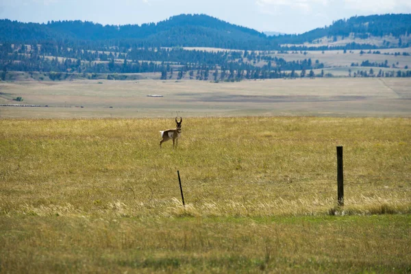 秋季怀俄明州牧场上的羚羊 — 图库照片
