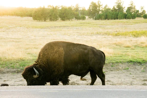 Bison Side Road Custer State Park — Stock Photo, Image