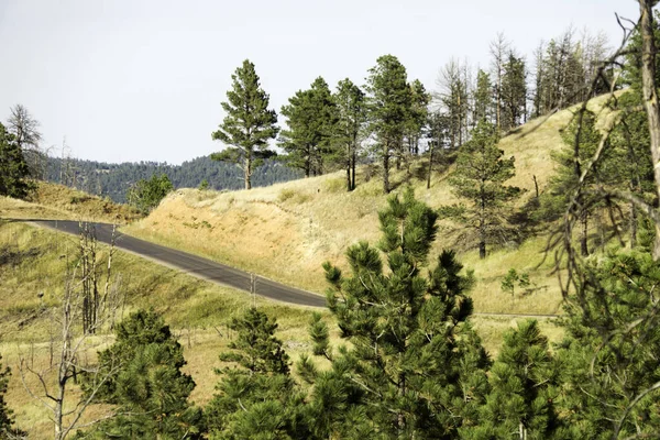 Road Custer State Park Black Hills — Stock fotografie