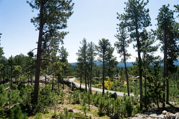 Camino Través Del Parque Estatal Custer Black Hills —  Fotos de Stock